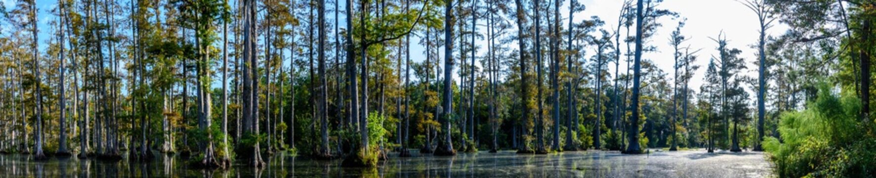 panoramic photo of bald cypress swamp