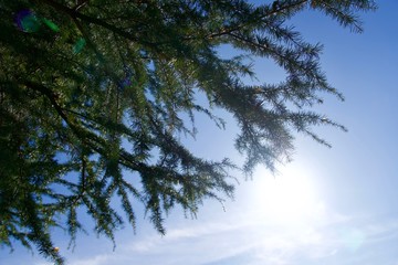 Obraz premium 太陽の日を浴びる松ぼっくりの木