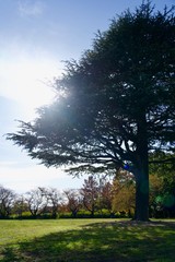 公園に大きな松ぼっくりの木