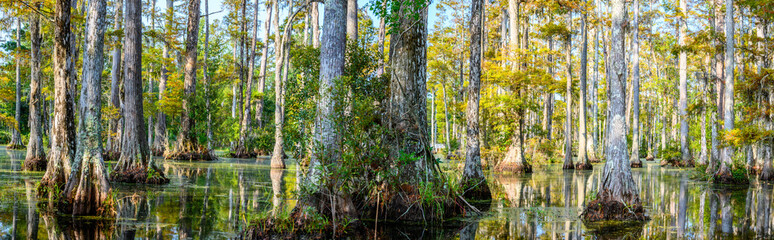 panoramic photo of bald cypress swamp - obrazy, fototapety, plakaty