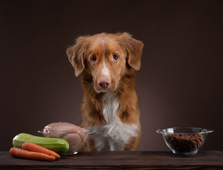Natural feeding for dogs. Nova Scotia Duck Tolling Retrieverr chooses a meal. Raw food and dry food