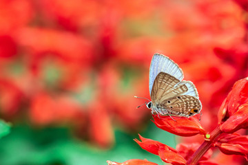 butterfly on a red flower