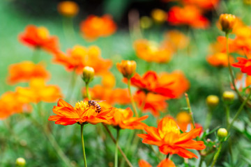 bee on Yellow flower ,petals in multiple layers