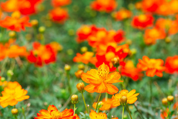 yellow flower ,petals in multiple layers