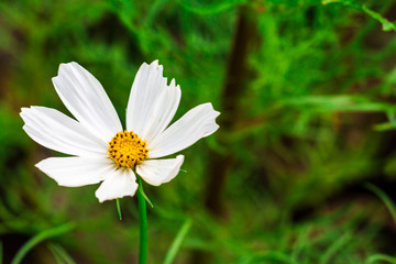 White flowers in the middle of yellow