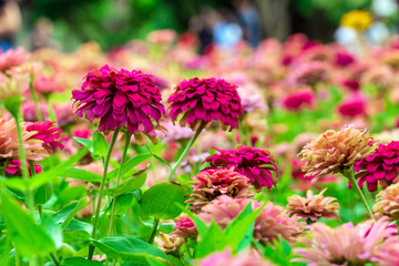pink flower ,petals in multiple layers