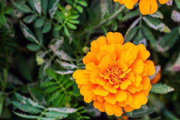 yellow flower ,petals in multiple layers