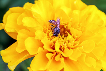 bee on Yellow flower ,petals in multiple layers