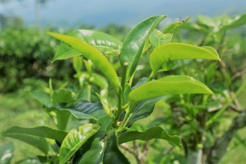 Green tea leaf isolated on natural background.  tea plant after harvest on top leaf. 