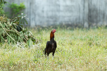 Fighting cocks is eating  waste food on the grass, Fighting cocks is eating  waste food in the nets.