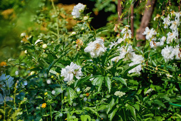 Bush with fading white peonies close-up. The end of flowering.