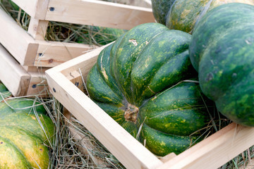 Beautiful ripe pumpkins in a box. Harvest Festival. Collective farmers autumn harvest. Gorgeous autumn background with pumpkins.