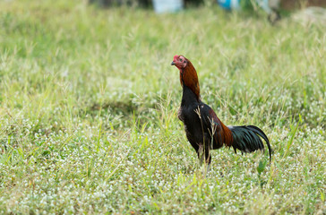 Fototapeta premium Fighting cocks is eating waste food on the grass, Fighting cocks is eating waste food in the nets.