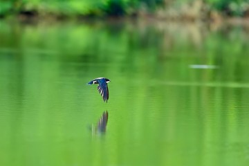 新緑映す水面を高速で飛ぶハリオアマツバメ