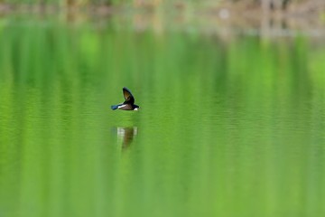新緑映す水面を高速で飛ぶハリオアマツバメ
