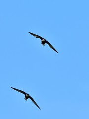 青空をバックに高速で飛ぶハリオアマツバメ