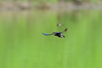 新緑映す水面を高速で飛ぶハリオアマツバメ
