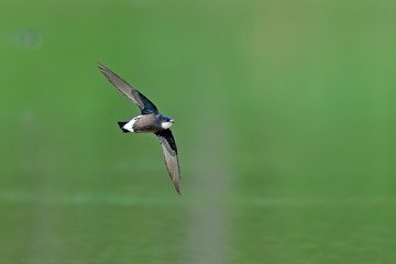 新緑映す水面を高速で飛ぶハリオアマツバメ