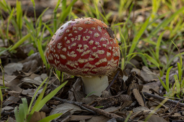 Fly agaric mushroom