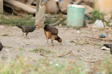 Fighting cocks is eating  waste food on the grass, Fighting cocks is eating  waste food in the nets.