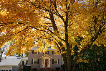 yellow autumn trees in front of houses in residential area