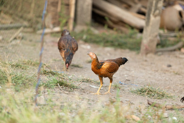 Fighting cocks is eating  waste food on the grass, Fighting cocks is eating  waste food in the nets.
