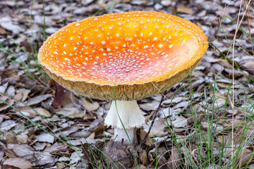 Fly agaric mushroom