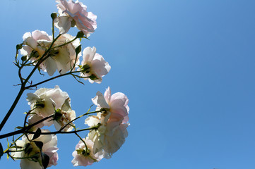 white flowers in spring