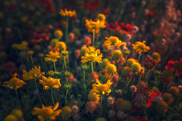 Fototapeta na wymiar Colorful flowers on Al khobar seaside parks Saudi Arabia -depth of field view.