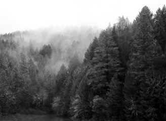 Fototapeta na wymiar Pines with Fog in Black & White