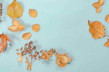 Autumn composition. autumn leaves on bright blue pastel background. Flat lay, top view copy space.