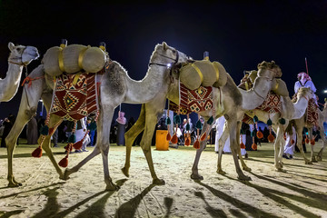Desert  safari camel ride festival in Abqaiq Dammam Saudi Arabia. - obrazy, fototapety, plakaty