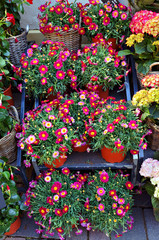 Pink marguerite flowers on the market.