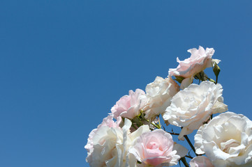 white bouquet of flowers on blue background
