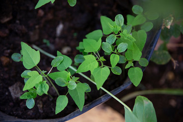 Growing new leaf on the plant-hope