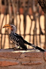 Southern yellow-billed hornbill (Tockus leucomelas) sitting on a red brick wall alone in Namibia, Africa