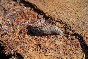 Leopard Slug 