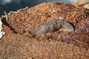 Leopard Slug 
