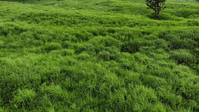 草原　ドローン空撮　静岡県　日本