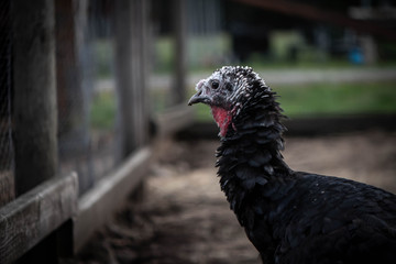 portrait of a hen