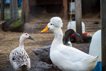 Duck on a farm