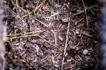 ants on leaf