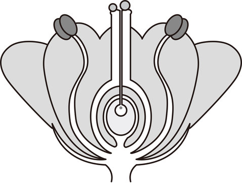 2 015 Best 被子植物images Stock Photos Vectors Adobe Stock