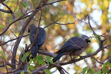 Two Grey 