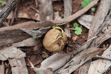 Earth Fungi
