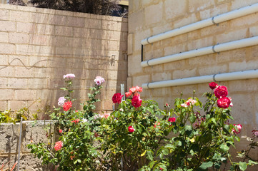 old Mediterranean with roses