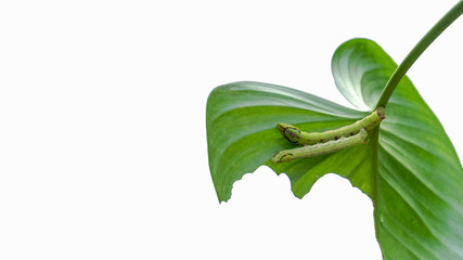 2 caterpillars on a heart-shaped green leaf in a white background