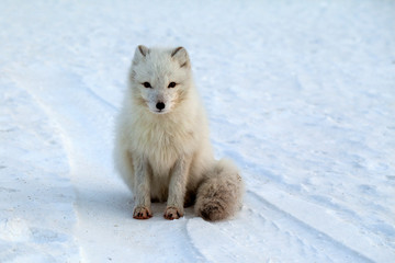 Obraz na płótnie Canvas wildlife, northern white fox in natural habitat, Arctic fox in the snow