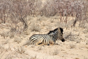 Fototapeta na wymiar Baby Zebra lying alone in the grassland of Etosha Nationalpark. Equus quagga