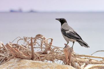 wrona siwa